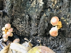 Hypholoma lateritium