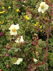 Rosa sericea