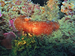 Platydoris argo