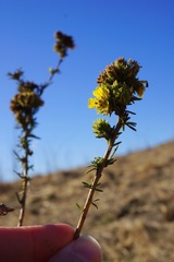 Holocarpha macradenia