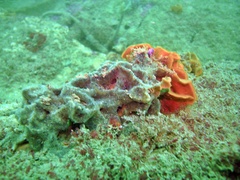 Pentapora foliacea