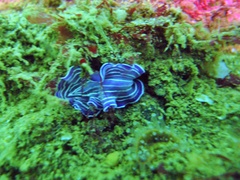 Prostheceraeus roseus