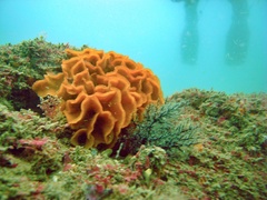 Pentapora foliacea