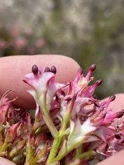 Serruria meisneriana