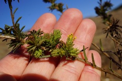 Holocarpha macradenia