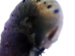 Bolitotherus cornutus