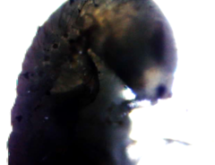Bolitotherus cornutus