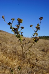 Holocarpha macradenia