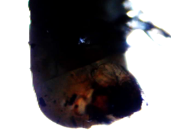 Bolitotherus cornutus