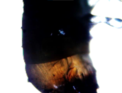 Bolitotherus cornutus