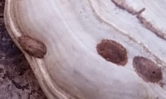 Bolitotherus cornutus
