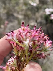 Serruria meisneriana