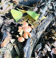 Hypholoma lateritium