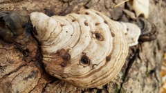 Bolitotherus cornutus