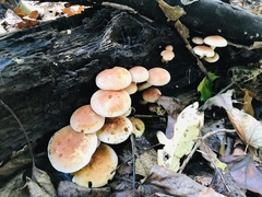 Hypholoma lateritium