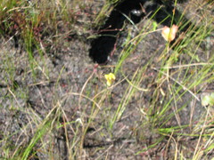 Utricularia juncea
