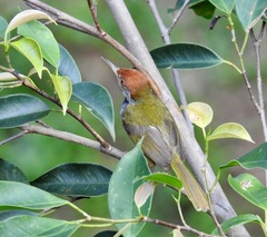 Orthotomus atrogularis