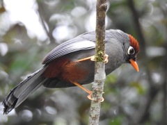 Pterorhinus mitratus