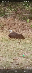 Cavia
