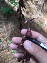 Corallorhiza maculata