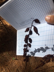 Corallorhiza maculata