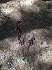 Corallorhiza maculata