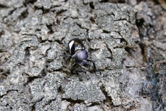 Streptocerus speciosus