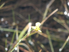 Xyris difformis