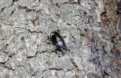 Streptocerus speciosus