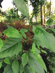 Hyptis capitata