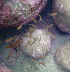 Pempheris compressa