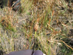 Xyris fimbriata