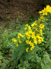 Lysimachia verticillaris
