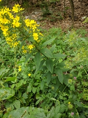 Lysimachia verticillaris