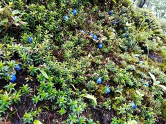 Gaultheria trichophylla