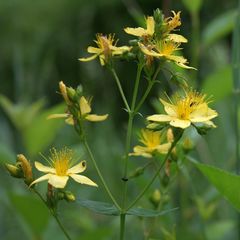 Hypericum elegans