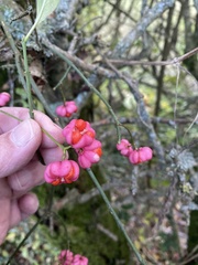 Euonymus europaeus