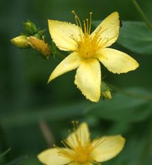 Hypericum elegans