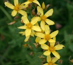 Hypericum elegans