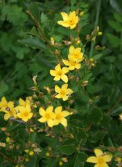 Hypericum elegans