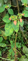 Euphorbia