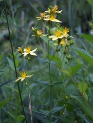 Hypericum elegans