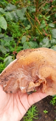 Auricularia