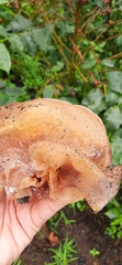 Auricularia