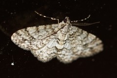 Myrioblephara desumpta