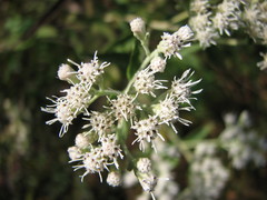 Eupatorium resinosum