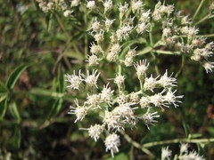 Eupatorium resinosum