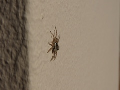 Menemerus semilimbatus