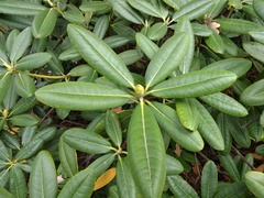 Rhododendron japonoheptamerum