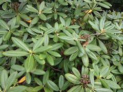 Rhododendron japonoheptamerum